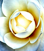 DIGITALY MANIPULATED IMAGE TO LOOK LIKE A GEORGIA OKEEFE PAINTING. CAMELLIA JAPONICA COMPACTA ALBA. WHITE  SPRING  PURE  PURITY  FRESH  CLEAN