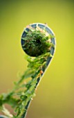 CLOSE UP OF UNFURLING FRONDS OF MATTEUCIA STRUTHIOPTERIS. SPRING  GREEN  FRESH  EMERGING  BIRTH  NEW  GROWTH. AGM