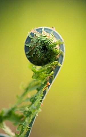 CLOSE_UP_OF_UNFURLING_FRONDS_OF_MATTEUCIA_STRUTHIOPTERIS_SPRING__GREEN__FRESH__EMERGING__BIRTH__NEW_