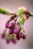 EMERGING BUDS OF PRUNUS SARGENTII. SPRING  BLOSSOM  PINK  PURE  PURITY  CHERRY  TREE
