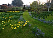 DAFFODILS AND ANEMONE BLANDA IN THE MEADOW AT PETTIFERS GARDEN  OXFORDSHIRE. SPRING  BULBS  EASTER