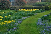 DAFFODILS AND ANEMONE BLANDA IN THE MEADOW AT PETTIFERS GARDEN  OXFORDSHIRE. SPRING  BULBS  EASTER