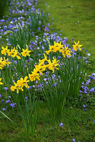 DAFFODILS_AND_ANEMONE_BLANDA_IN_THE_MEADOW_AT_PETTIFERS_GARDEN__OXFORDSHIRE_SPRING__BULBS__EASTER