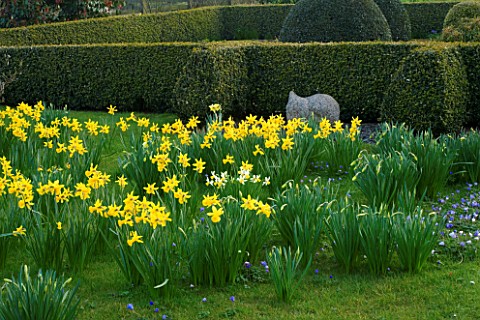 DAFFODILS_BESIDE_THE_PARTERRE_WITH_SCULPTURE_BY_BRIONY_LAWSON_PETTIFERS_GARDEN__OXFORDSHIRE_SPRING
