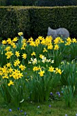 DAFFODILS BESIDE THE PARTERRE WITH SCULPTURE BY BRIONY LAWSON. PETTIFERS GARDEN  OXFORDSHIRE. SPRING