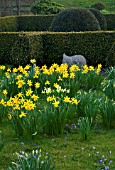 DAFFODILS BESIDE THE PARTERRE WITH SCULPTURE BY BRIONY LAWSON. PETTIFERS GARDEN  OXFORDSHIRE. SPRING