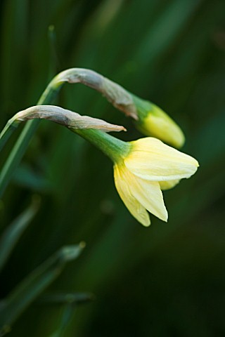 EMERGING_BUDS_OF_UNKNOWN_NARCISSUS_FLOWERS_DAFFODIL_PETTIFERS_GARDEN__OXFORDSHIRE_SPRING