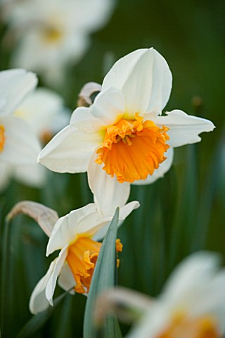 UNKNOWN_PALE_YELLOW_NARCISSUS_PETTIFERS_GARDEN__OXFORDSHIRE_SPRING_DAFFODIL
