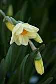 UNKNOWN PALE YELLOW NARCISSUS. PETTIFERS GARDEN  OXFORDSHIRE. SPRING. DAFFODIL.
