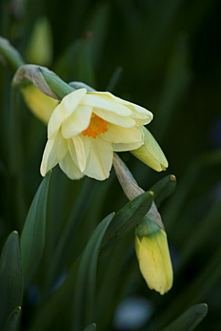 UNKNOWN_PALE_YELLOW_NARCISSUS_PETTIFERS_GARDEN__OXFORDSHIRE_SPRING_DAFFODIL