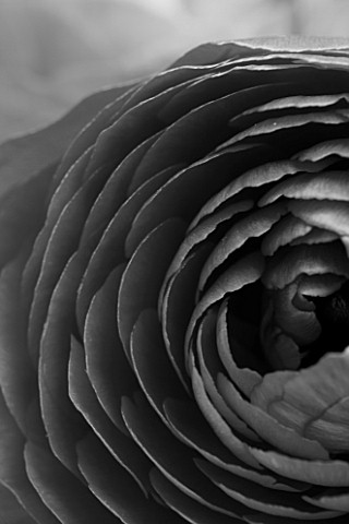 BLACK_AND_WHITE_CLOSE_UP_OF_PERSIAN_RANUNCULUS__RANUNCULUS_ASIATICUS_BACKGROUND__ABSTRACT