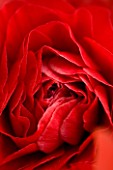 CLOSE UP OF DARK RED PERSIAN RANUNCULUS ( RANUNCULUS ASIATICUS) BACKGROUND  ABSTRACT  RICH