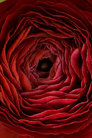 CLOSE_UP_OF_DARK_RED_PERSIAN_RANUNCULUS__RANUNCULUS_ASIATICUS_BACKGROUND__ABSTRACT__RICH_RAW_FILE
