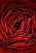 CLOSE UP OF DARK RED PERSIAN RANUNCULUS ( RANUNCULUS ASIATICUS) BACKGROUND  ABSTRACT  RICH