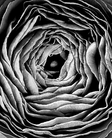 BLACK_AND_WHITE_CLOSE_UP_OF_PERSIAN_RANUNCULUS_BACKGROUND__ABSTRACT_OPENED__CROPPED__MONOCHROME_SETT