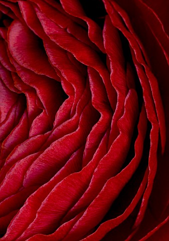 CLOSE_UP_OF_DARK_RED_PERSIAN_RANUNCULUS__RANUNCULUS_ASIATICUS_BACKGROUND__ABSTRACT__RICH