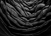 BLACK AND WHITE CLOSE UP OF PERSIAN RANUNCULUS ( RANUNCULUS ASIATICUS) BACKGROUND  ABSTRACT