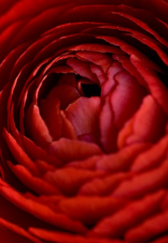 CLOSE_UP_OF_DARK_RED_PERSIAN_RANUNCULUS__RANUNCULUS_ASIATICUS_BACKGROUND__ABSTRACT__RICH