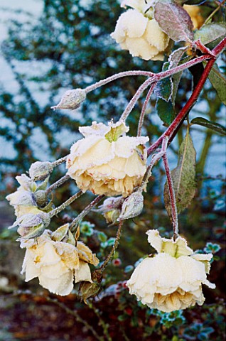 A_FROST_COVERED_MUSK_ROSE