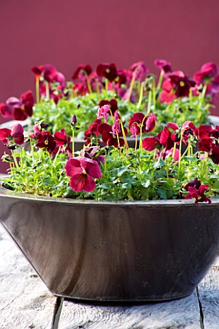 RICKYARD_BARN_GARDEN__NORTHAMPTONSHIRE_COPPER_CONTAINER_PLANTED_WITH_DARK_RED_PANSIES_AND_DICENTRA_K
