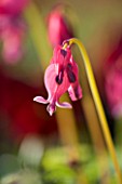 DICENTRA KING OF HEARTS