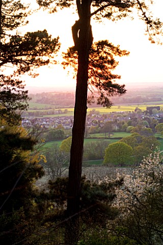 KIFTSGATE_COURT__GLOUCESTERSHIRE_VIEW_OF_THE_EVESHAM_VALE_THROUGH_THE_SCOTCH_FIRS_EVENING_LIGHT
