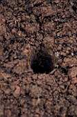 DESIGNER CLARE MATTHEWS.  A HOLE IN THE SOIL TO PLANT LEEKS