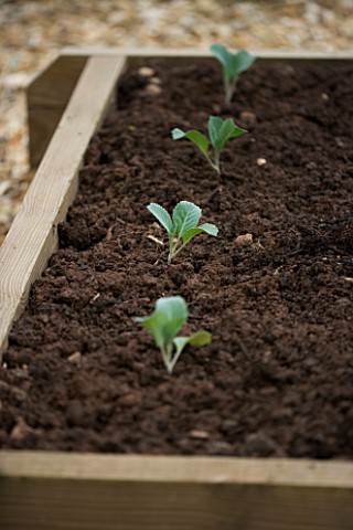 DESIGNER_CLARE_MATTHEWS_BABY_SAVOY_CABBAGE_TUNDRA_PLANTED_IN_A_ROW_IN__A_RAISED_BED