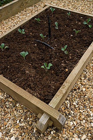 DESIGNER_CLARE_MATTHEWS__RAISED_WOODEN_BED_IN_THE_POTAGER_PLANTED_WITH_SAVOY_CABBAGE_TUNDRA