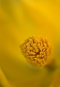 GINA PRICE GARDEN  CORFU - ABSTRACT CLOSE UP OF CENTRE OF HORNED POPPY - GLAUCIUM FLAVUM