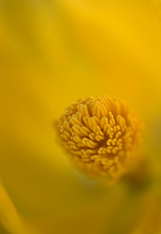 GINA_PRICE_GARDEN__CORFU__ABSTRACT_CLOSE_UP_OF_CENTRE_OF_HORNED_POPPY__GLAUCIUM_FLAVUM