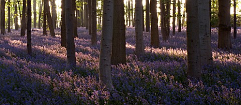 BLUEBELL_WOOD__COTON_MANOR_GARDEN__NORTHAMPTONSHIRE_SPRING__BEAUTY_IN_NATURE__IDYLLIC__LIGHT__ESCAPI