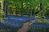 BLUEBELL WOOD  COTON MANOR GARDEN  NORTHAMPTONSHIRE. PATH  SPRING  BEAUTY IN NATURE  IDYLLIC  LIGHT  ESCAPISM  ENJOYMENT FREEDOM