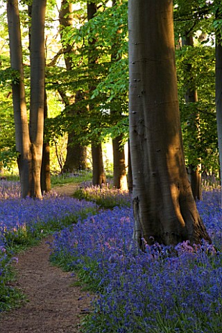 BLUEBELL_WOOD__COTON_MANOR_GARDEN__NORTHAMPTONSHIRE_PATH__SPRING__BEAUTY_IN_NATURE__IDYLLIC__LIGHT__