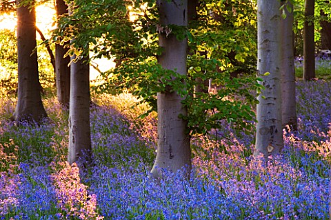 BLUEBELL_WOOD__COTON_MANOR_GARDEN__NORTHAMPTONSHIRE_SPRING__BEAUTY_IN_NATURE__IDYLLIC__LIGHT__ESCAPI