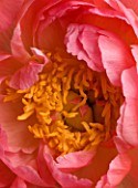 CENTRE OF PINK PEONY (PAEONIA)  PURITY  FLOWER  CLOSE UP