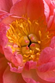 CENTRE OF PINK PEONY (PAEONIA)  PURITY  FLOWER  CLOSE UP