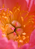 CENTRE OF PINK PEONY (PAEONIA)  PURITY  FLOWER  CLOSE UP  ABSTRACT