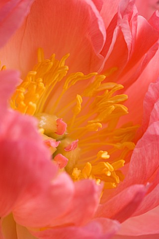 CENTRE_OF_PINK_PEONY_PAEONIA__PURITY__FLOWER__CLOSE_UP