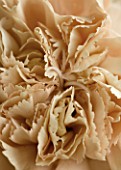 CENTRE OF BROWN CARNATION. PURITY  FLOWER  CLOSE UP