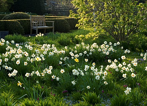 DAFFODILS_GROWING_IN_THE_MEADOW_WITH_WOODEN_SEAT_BEHIND_PETTIFERS_GARDEN__OXFORDSHIRE