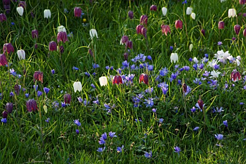 ANEMONE_BLANDA_AND_FRITILLARIA_MELEAGRIS_SNAKES_HEAD_FRITILLARY_GROWING_IN_THE_MEADOW_AT_PETTIFERS_G