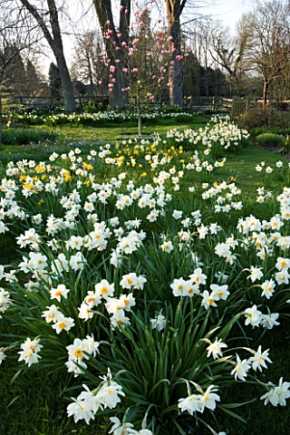 PETTIFERS_GARDEN__OXFORDSHIRE_THE_MEADOW_WITH_NARCISSI_AND_MAGNOLIA_SPECTRUM