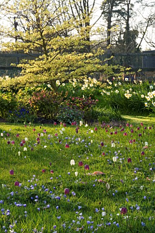 PETTIFERS_GARDEN__OXFORDSHIRE_THE_MEADOW_WITH_ANEMONE_BLANDA__FRITILLARIA_MELEAGRIS_SNAKES_HEAD_FRIT