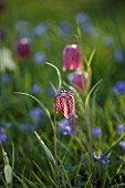 PETTIFERS GARDEN  OXFORDSHIRE: THE MEADOW WITH  FRITILLARIA MELEAGRIS (SNAKES HEAD FRITILLARY)  FLOWER  SPRING
