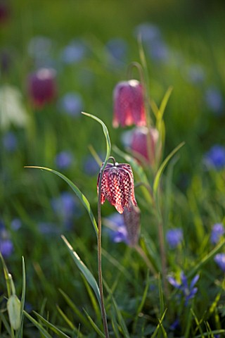 PETTIFERS_GARDEN__OXFORDSHIRE_THE_MEADOW_WITH__FRITILLARIA_MELEAGRIS_SNAKES_HEAD_FRITILLARY__FLOWER_