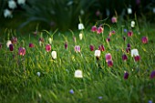 PETTIFERS GARDEN  OXFORDSHIRE: THE MEADOW WITH  FRITILLARIA MELEAGRIS (SNAKES HEAD FRITILLARY)  IN SPRING