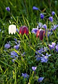 PETTIFERS GARDEN  OXFORDSHIRE: THE MEADOW WITH  FRITILLARIA MELEAGRIS (SNAKES HEAD FRITILLARY)  AND ANEMONE BLANDA. FLOWER  SPRING