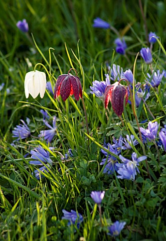 PETTIFERS_GARDEN__OXFORDSHIRE_THE_MEADOW_WITH__FRITILLARIA_MELEAGRIS_SNAKES_HEAD_FRITILLARY__AND_ANE