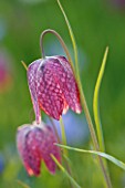 PETTIFERS GARDEN  OXFORDSHIRE: THE MEADOW WITH  FRITILLARIA MELEAGRIS (SNAKES HEAD FRITILLARY)  FLOWER  SPRING